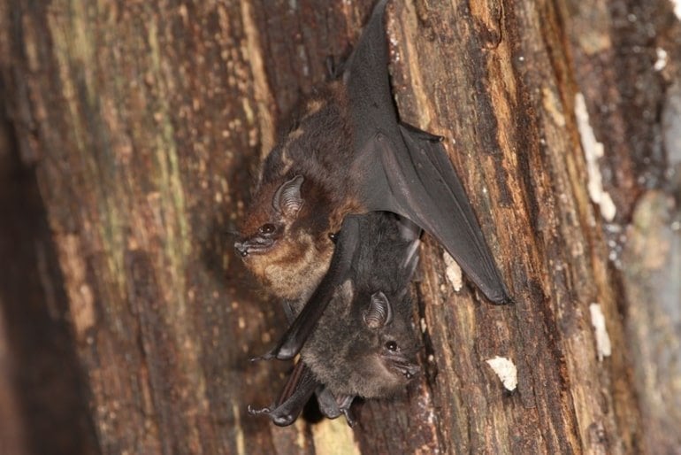 This shows a mother and baby bat