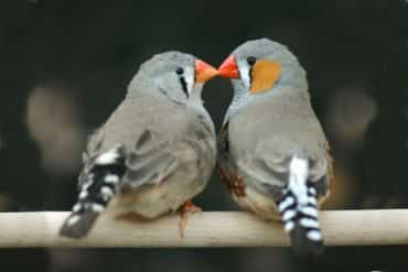 This shows zebra finches