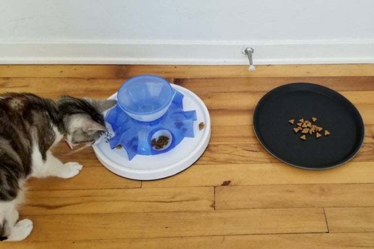 This shows a cat eating from a bowl