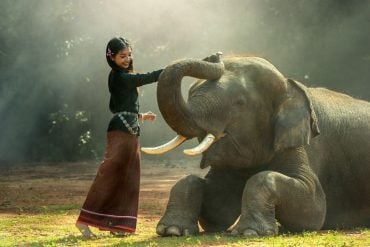 This shows a lady petting an elephant's trunk