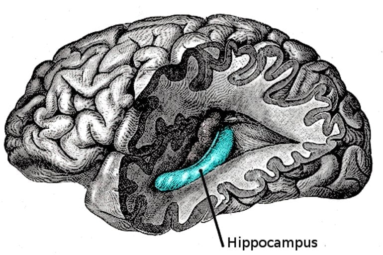 This shows the location of the hippocampus in the brain