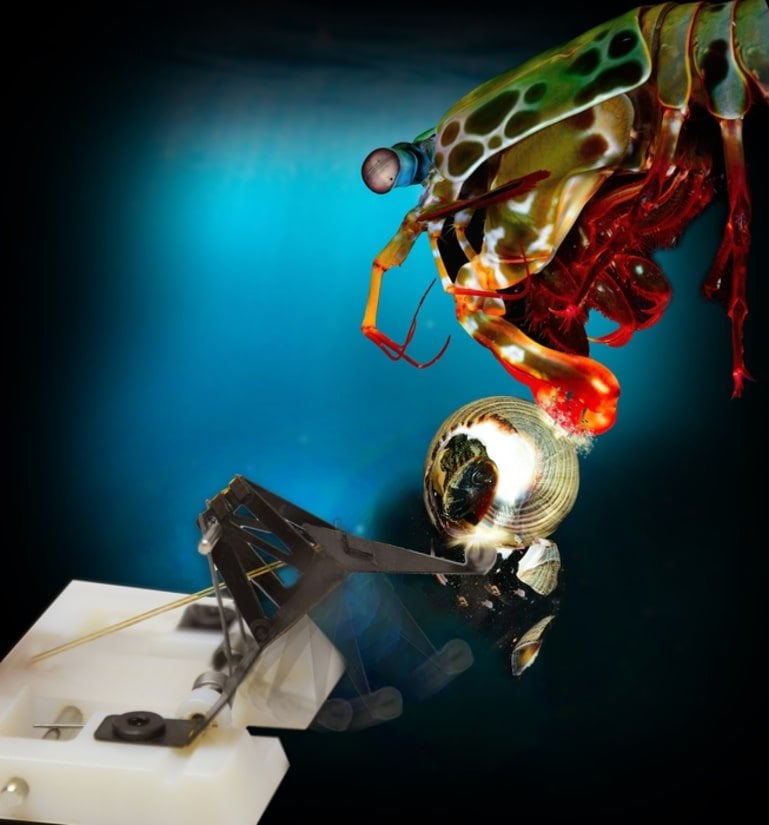 Isso mostra um camarão mantis e o robô
