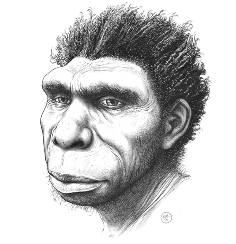 This is a drawing of Homo bodoensis