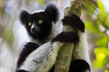 This shows a lemur sitting in a tree