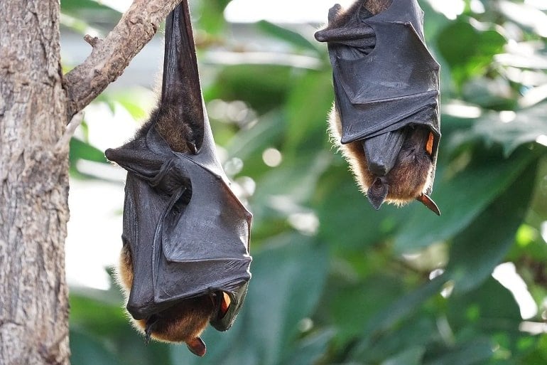 This shows two bats