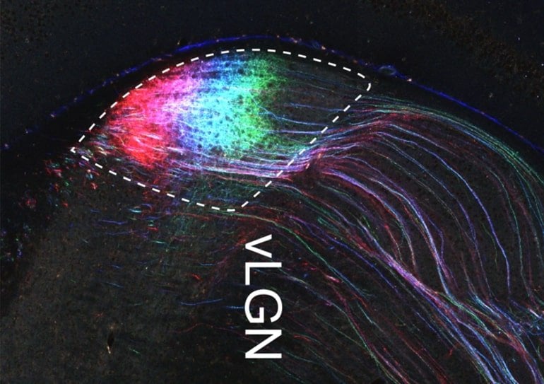 This shows the brain circuit