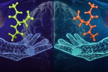 This shows two hands, a brain and neurons