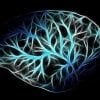 This shows a brain
