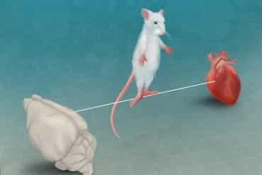This is a drawing of a mouse walking on a tightrope between a brain and a heart