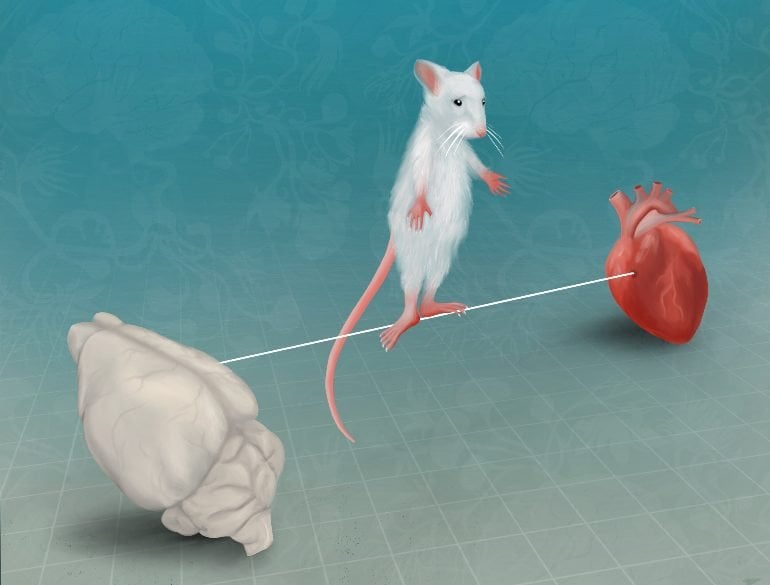 This is a drawing of a mouse walking on a tightrope between a brain and a heart