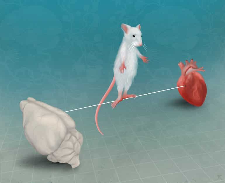 This is a drawing of a mouse walking on a tightrope between a brain and a heart