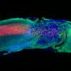This shows regenerated axons in the spinal cord