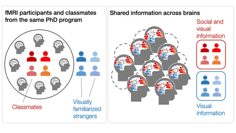 This diagram shows how the brain processes visual information.