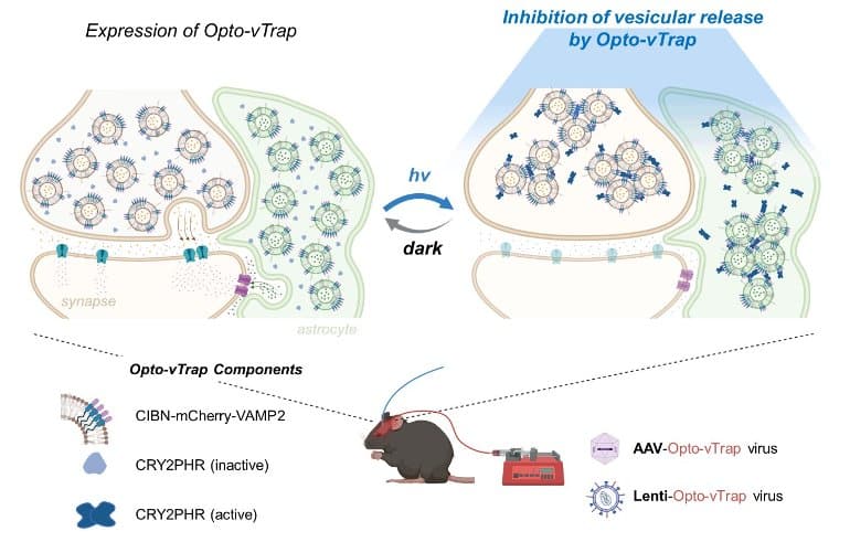 This is a diagram from the study