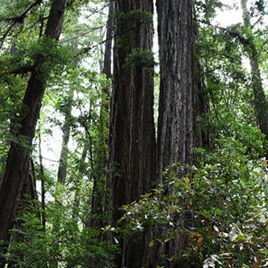 This shows a California Cost Redwood tree