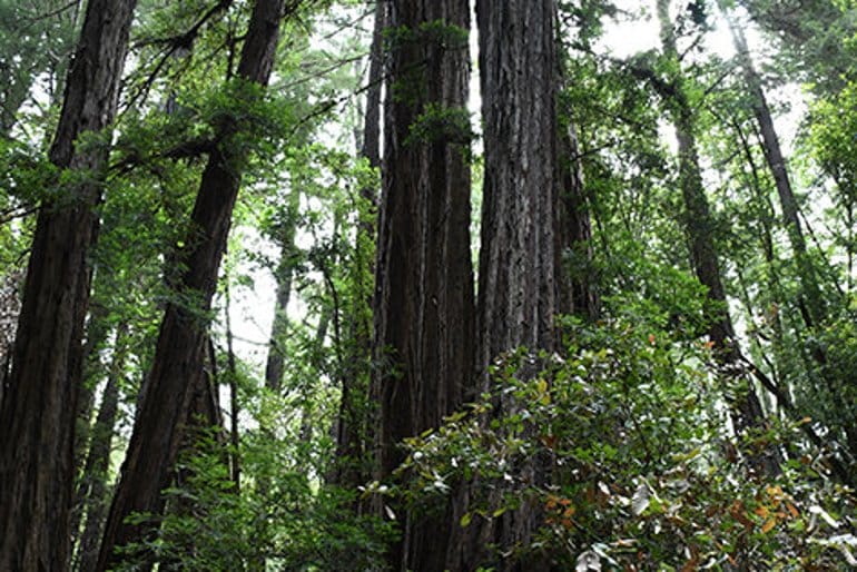 This shows a California Cost Redwood tree