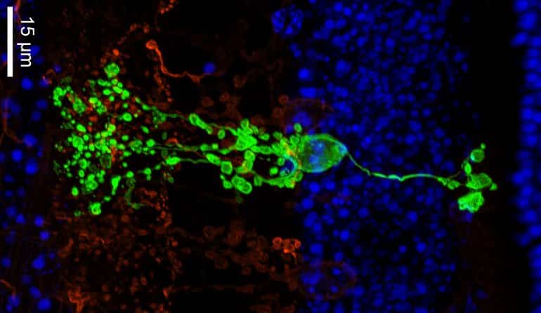 This shows the isolated Campana cell in a mouse retina