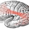 Isso mostra os tratos de fibra da substância branca na área subcortical do cérebro