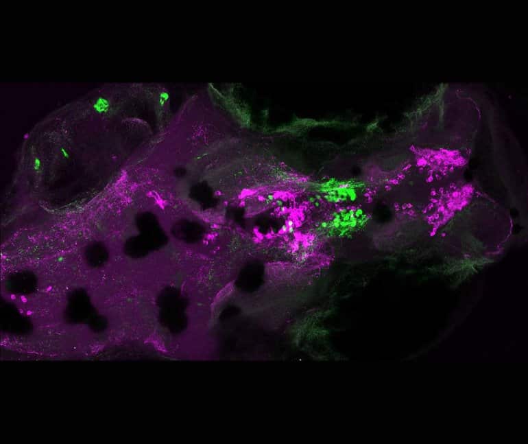 This shows oxytocin and dopamine neurons