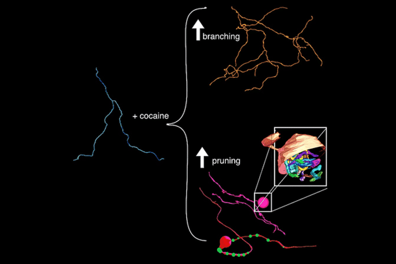 This is a diagram from the study