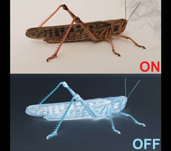 This shows two images of locus