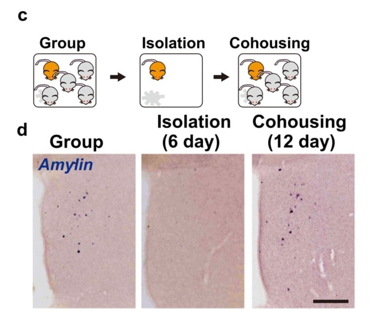 This is a diagram from the study