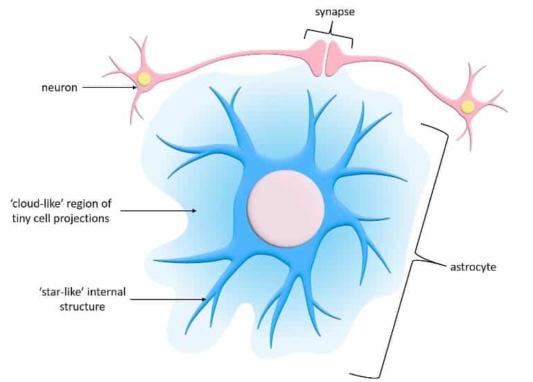 This shows a diagram of an astrocyte