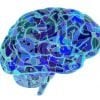 This shows a blue brain