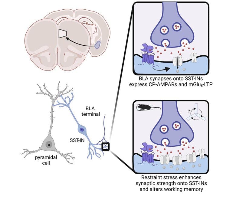 This shows a diagram of neurons