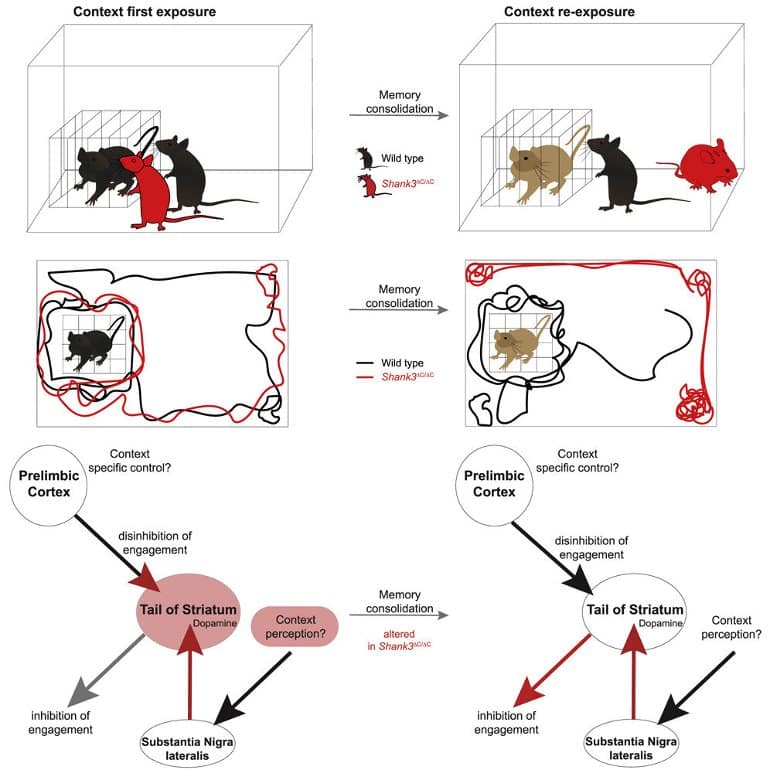 This shows a diagram from the study