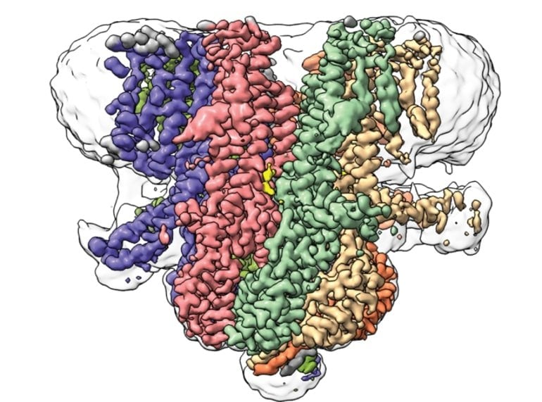 This shows the structure of Flycatcher1, the protein discussed in the article