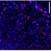 This shows hepcidin expression in the brain