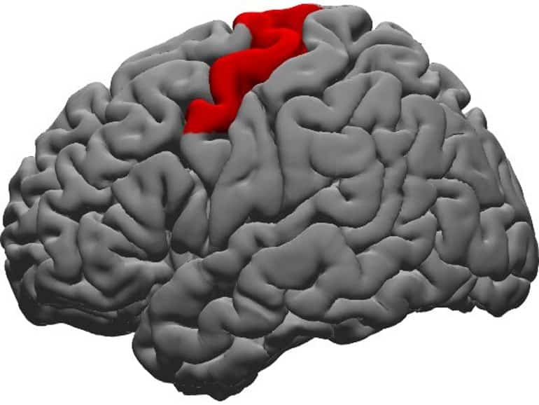 This shows the dorsal precentral gyrus highlighted in the brain