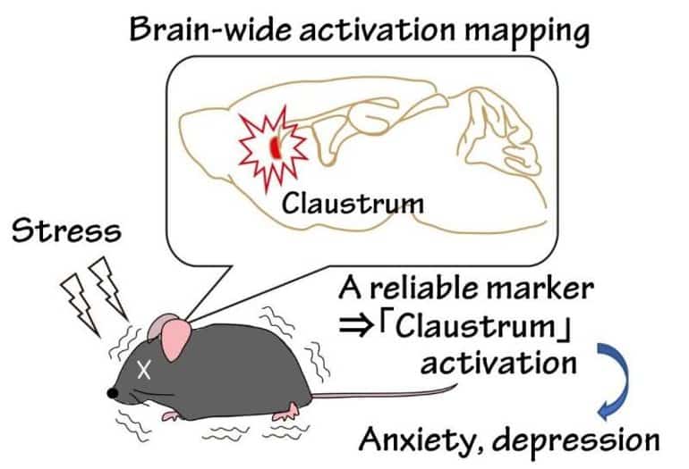 This shows a drawing of a mouse and a diagram of the claustrum activation
