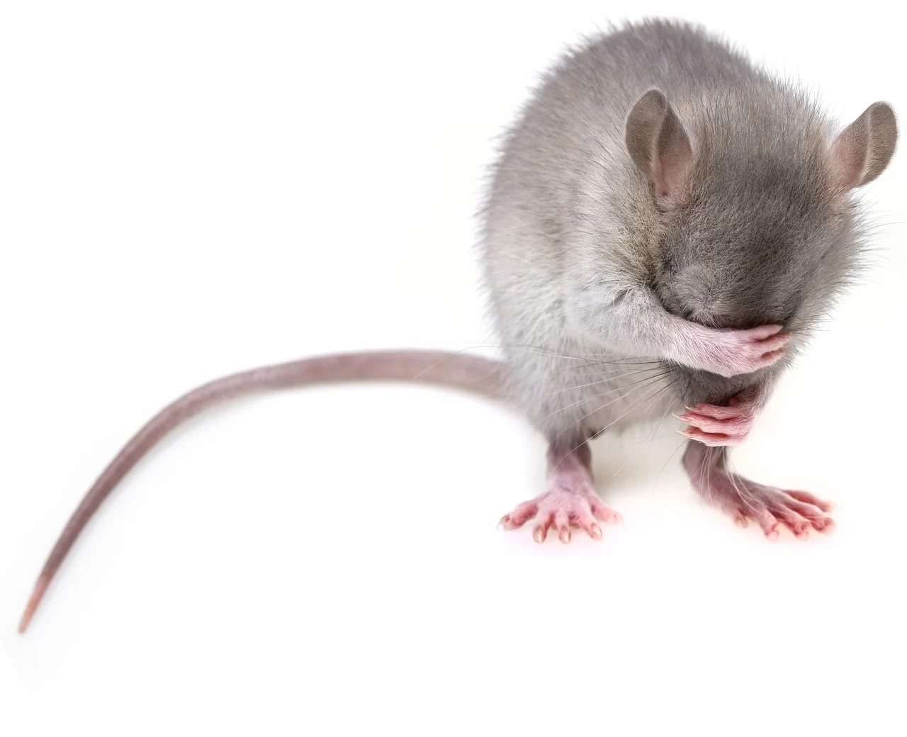 Dancing Rats Show How the Brain Learns, Perfects, Then Unconsciously