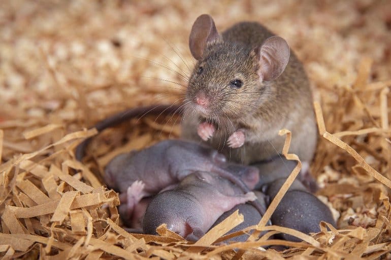 This shows a mother mouse with her pups