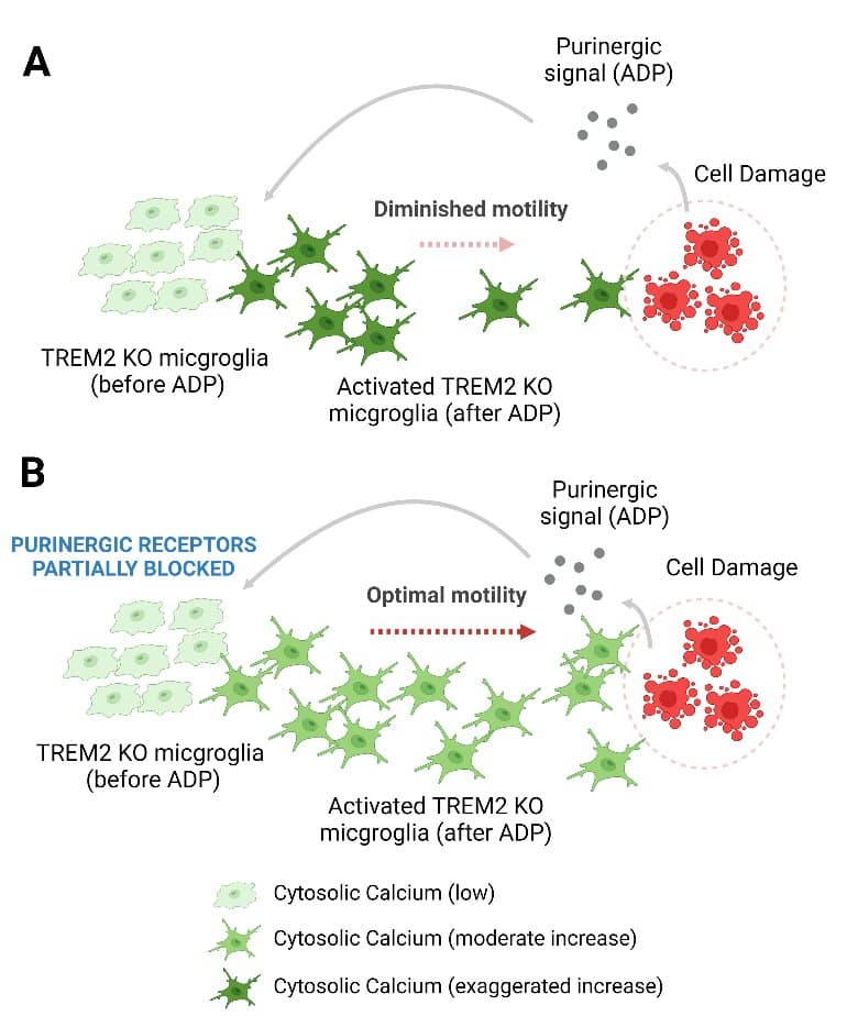 This shows a diagram from the study