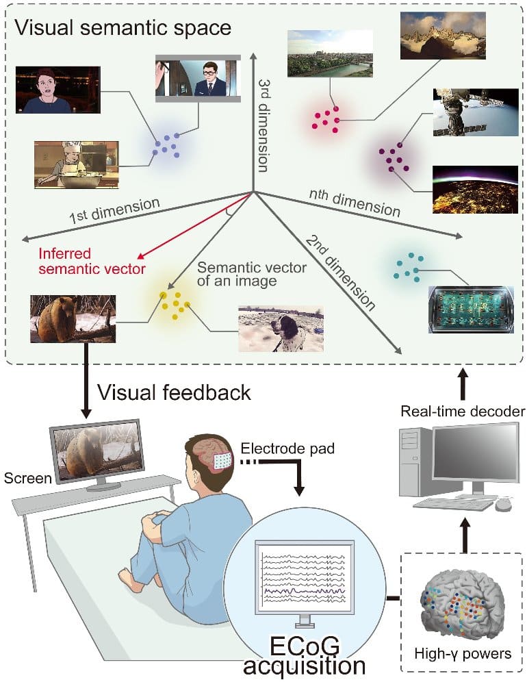 This shows a diagram from the study with a person sitting at a desk looking at a picture of a monkey and the output from the ECoG system