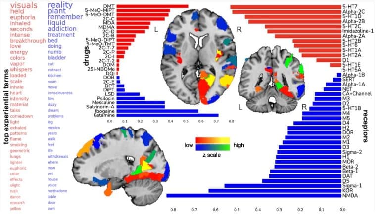 This shows brain scans from the study