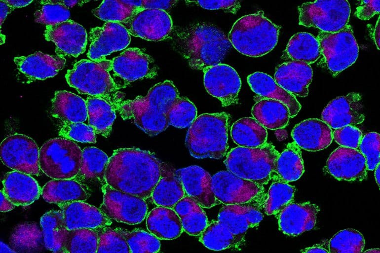 This shows glut3 activation on t cells