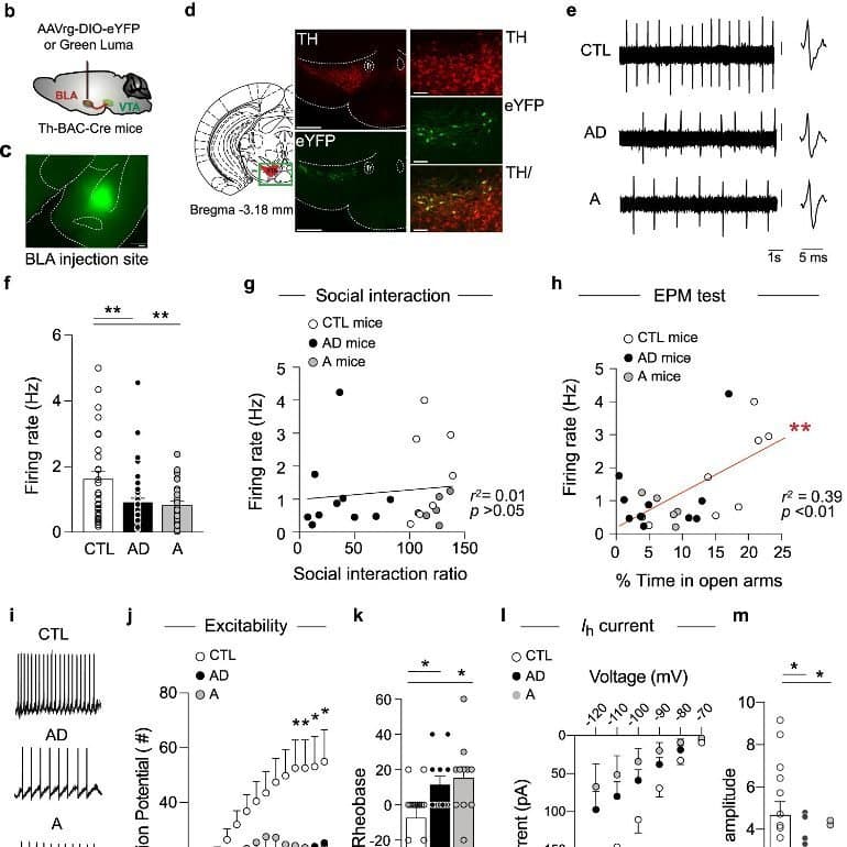 Midbrain Projection to the Basolateral Amygdala Encodes Anxiety-Like Behaviors