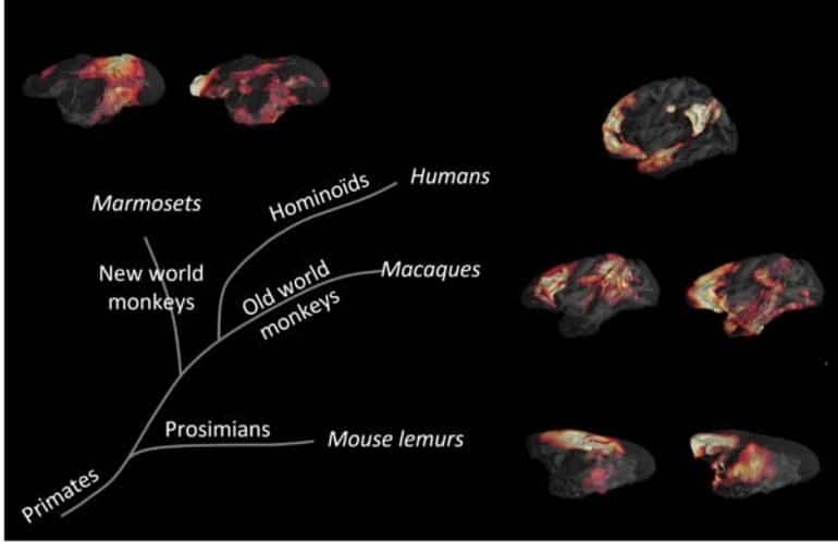 This shows brain scans of different monkeys