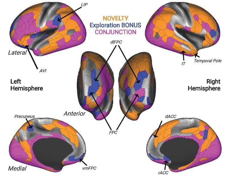 This shows different brain areas highlighted