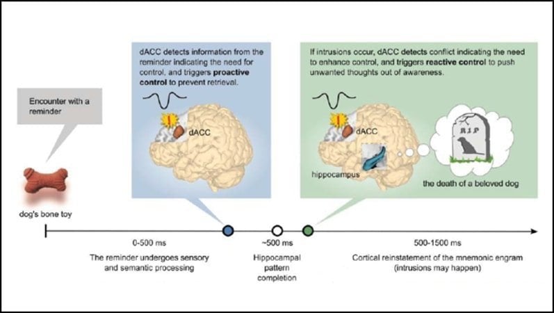 This shows a diagram from the study