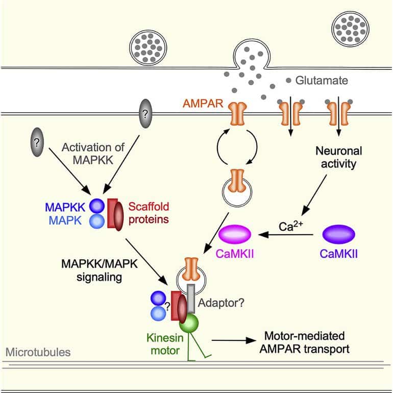 This shows a diagram from the study