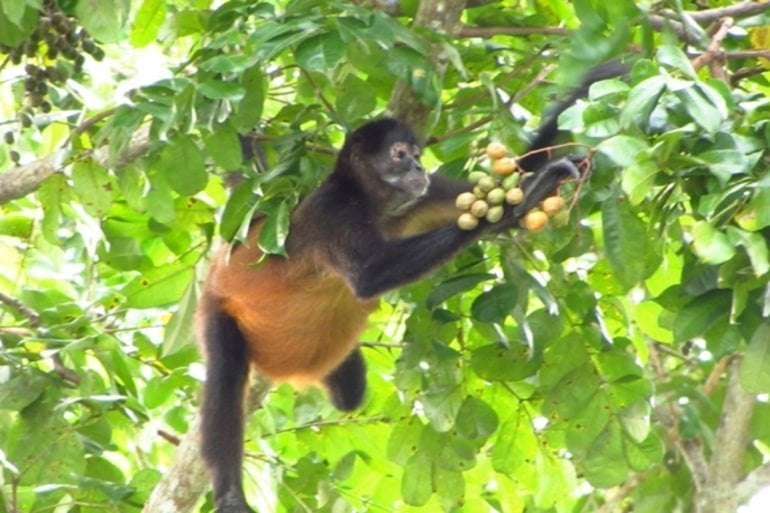 This shows a spider monkey eating fruit from a tree