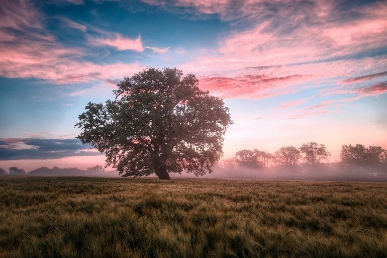 This shows a tree against a pink sky