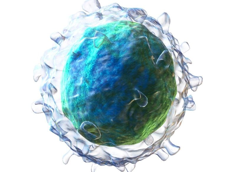 This shows a 3D rendering of a B cell
