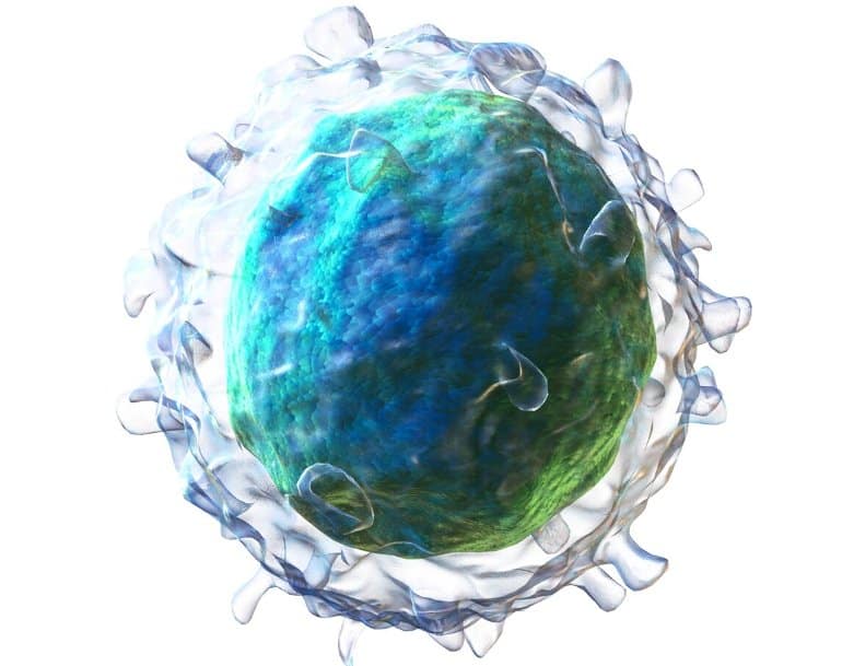 This shows a 3D rendering of a B cell