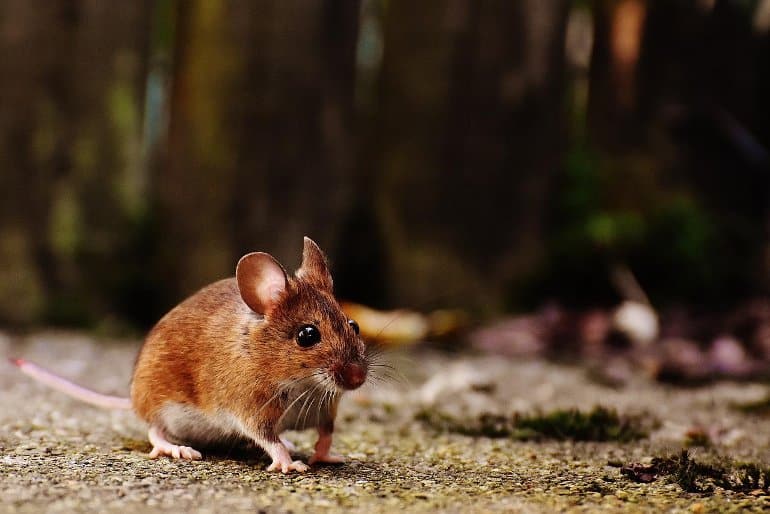 Exercise Increases Dopamine Release in Mice - Neuroscience News